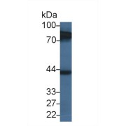 Western blot analysis of Human MCF-7 cell lysate, using Human HAUS7 Antibody (3 µg/ml) and HRP-conjugated Goat Anti-Rabbit antibody (<a href="https://www.abbexa.com/index.php?route=product/search&amp;search=abx400043" target="_blank">abx400043</a>, 0.2 µg/ml).