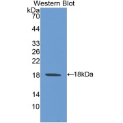 Western blot analysis of the recombinant protein.