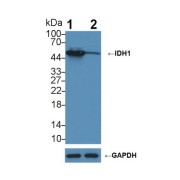 Western blot analysis of (1) Wild-type HepG2 cell lysate, and (2) IDH1 knockout HepG2 cell lysate, using Rabbit Anti-Human IDH1 Antibody (2 µg/ml) and HRP-conjugated Goat Anti-Mouse antibody (<a href="https://www.abbexa.com/index.php?route=product/search&amp;search=abx400001" target="_blank">abx400001</a>, 0.2 µg/ml).