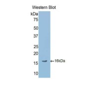 Western blot analysis of the recombinant protein.