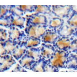 Leucine Rich Alpha-2-Glycoprotein 1 (LRG1) Antibody