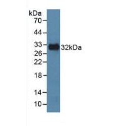 Mitogen-Activated Protein Kinase 8 / JNK1 (MAPK8) Antibody