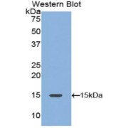 Western blot analysis of the recombinant protein.