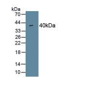 Western blot analysis of recombinant Human PINP protein using Procollagen Type I N-Terminal Propeptide (PINP) Antibody.