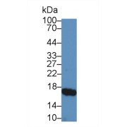 Western blot analysis of Pig Small intestine lysate, using Pig RBP2 Antibody (5 µg/ml) and HRP-conjugated Goat Anti-Rabbit antibody (<a href="https://www.abbexa.com/index.php?route=product/search&amp;search=abx400043" target="_blank">abx400043</a>, 0.2 µg/ml).