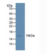 Western blot analysis of Human Liver Tissue.