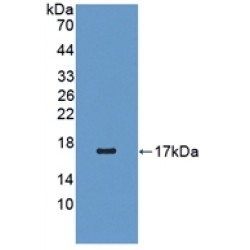 Retinol Binding Protein 5, Cellular (RBP5) Antibody