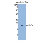 Western blot analysis of the recombinant protein.