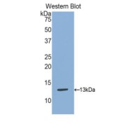 Western blot analysis of the recombinant protein.