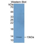 Western blot analysis of recombinant Mouse UCP1.