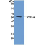 Western blot analysis of recombinant Human ABCG1.