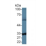 Western blot analysis of Mouse Liver lysate, using Mouse CA5B Antibody (1.5 µg/ml) and HRP-conjugated Goat Anti-Rabbit antibody (<a href="https://www.abbexa.com/index.php?route=product/search&amp;search=abx400043" target="_blank">abx400043</a>, 0.2 µg/ml).