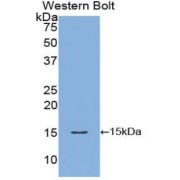 Western blot analysis of the recombinant protein.