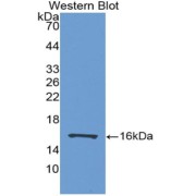 Western blot analysis of recombinant Human FABP7.