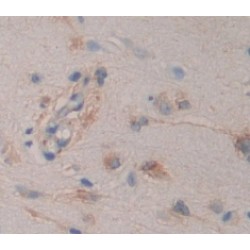 Fatty Acid Binding Protein 7, Brain (FABP7) Antibody