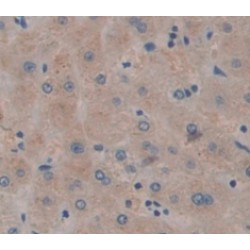 Heat Shock 70 kDa Binding Protein 1 (HSPBP1) Antibody