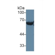 Western blot analysis of Mouse Serum, using Mouse LCAT Antibody (2 µg/ml) and HRP-conjugated Goat Anti-Rabbit antibody (<a href="https://www.abbexa.com/index.php?route=product/search&amp;search=abx400043" target="_blank">abx400043</a>, 0.2 µg/ml).