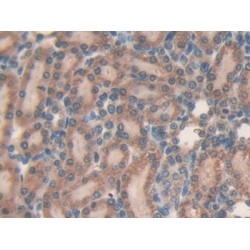 Microfibrillar Associated Protein 5 (MFAP5) Antibody