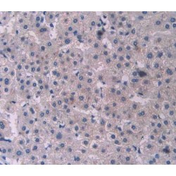 Procollagen C-Endopeptidase Enhancer 1 / PCPE1 (PCOLCE) Antibody