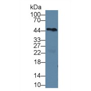 Western blot analysis of Mouse Heart lysate, using Human PCPE1 Antibody (2 µg/ml) and HRP-conjugated Goat Anti-Rabbit antibody (<a href="https://www.abbexa.com/index.php?route=product/search&amp;search=abx400043" target="_blank">abx400043</a>, 0.2 µg/ml).