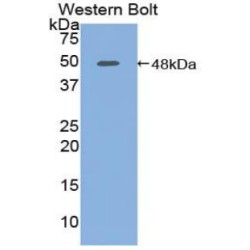 Procollagen C-Endopeptidase Enhancer 1 / PCPE1 (PCOLCE) Antibody