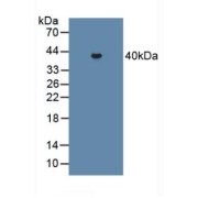 Western blot analysis of Mouse Heart Tissue.