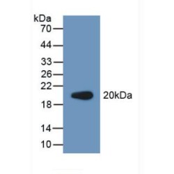 Procollagen C-Endopeptidase Enhancer 2 / PCPE2 (PCOLCE2) Antibody