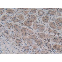 Procollagen C-Endopeptidase Enhancer 2 / PCPE2 (PCOLCE2) Antibody