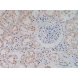 Procollagen C-Endopeptidase Enhancer 2 / PCPE2 (PCOLCE2) Antibody