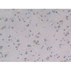 Procollagen C-Endopeptidase Enhancer 2 / PCPE2 (PCOLCE2) Antibody