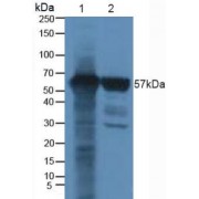 Western blot analysis of (1) Human Cartilage Tissue and (2) Human Liver Tissue.