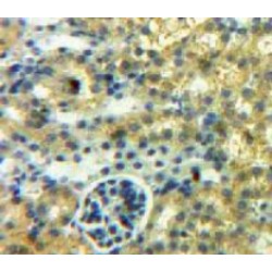 Secreted Frizzled Related Protein 1 (SFRP1) Antibody