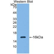 Western blot analysis of recombinant Human SFRP5 Protein.