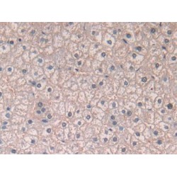 Secreted Frizzled Related Protein 5 (SFRP5) Antibody