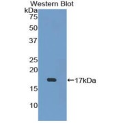 Western blot analysis of the recombinant protein.