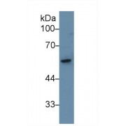 Western blot analysis of Rat Small intestine lysate, using Rat KRT8 Antibody (1 µg/ml) and HRP-conjugated Goat Anti-Rabbit antibody (<a href="https://www.abbexa.com/index.php?route=product/search&amp;search=abx400043" target="_blank">abx400043</a>, 0.2 µg/ml).
