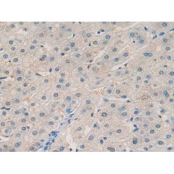 Zinc-Alpha-2-Glycoprotein (AZGP1) Antibody