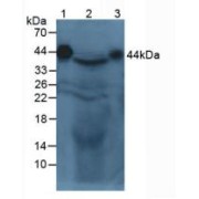 Western blot analysis of (1) Mouse Serum, (2) Mouse Liver Tissue and (3) Mouse Parotid Gland Tissue.