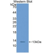 Western blot analysis of recombinant Mouse CXCL14 Protein.