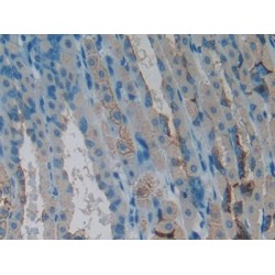 Cardiotrophin Like Cytokine Factor 1 (CLCF1) Antibody