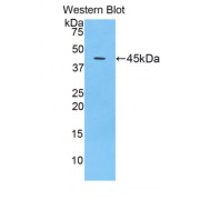 Western blot analysis of the recombinant protein.