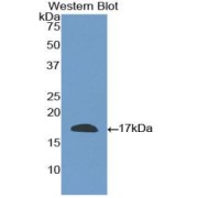 Western blot analysis of the recombinant protein.