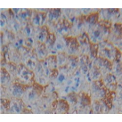 Cluster of Differentiation 40 Ligand / TNFSF5 (CD40LG) Antibody