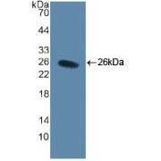 Western blot analysis of recombinant Human CD40L.