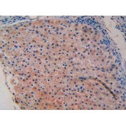 Cluster of Differentiation 40 Ligand / TNFSF5 (CD40LG) Antibody