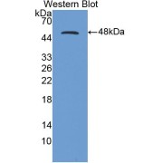 Western blot analysis of the recombinant protein.