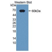 Western blot analysis of the recombinant protein.