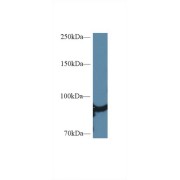 Western blot analysis of Rat Heart lysate, using Human HSP90aA1 Antibody (1 µg/ml) and HRP-conjugated Goat Anti-Rabbit antibody (<a href="https://www.abbexa.com/index.php?route=product/search&amp;search=abx400043" target="_blank">abx400043</a>, 0.2 µg/ml).