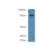 Western blot analysis of Human HeLa cell lysate, using Human IkBz Antibody (1 µg/ml) and HRP-conjugated Goat Anti-Rabbit antibody (<a href="https://www.abbexa.com/index.php?route=product/search&amp;search=abx400043" target="_blank">abx400043</a>, 0.2 µg/ml).