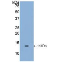 Macrophage Migration Inhibitory Factor (MIF) Antibody